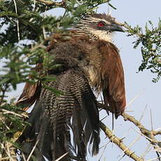 Coucal à sourcils blancs