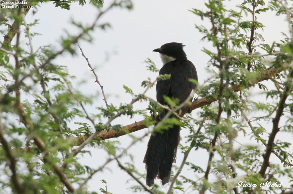 Jacobin Cuckoo