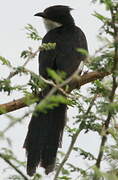 Jacobin Cuckoo