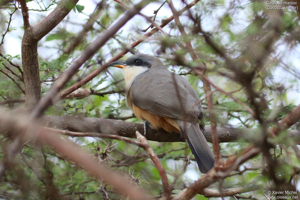 Mangrove Cuckooadult, identification