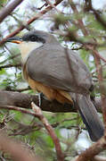 Mangrove Cuckoo