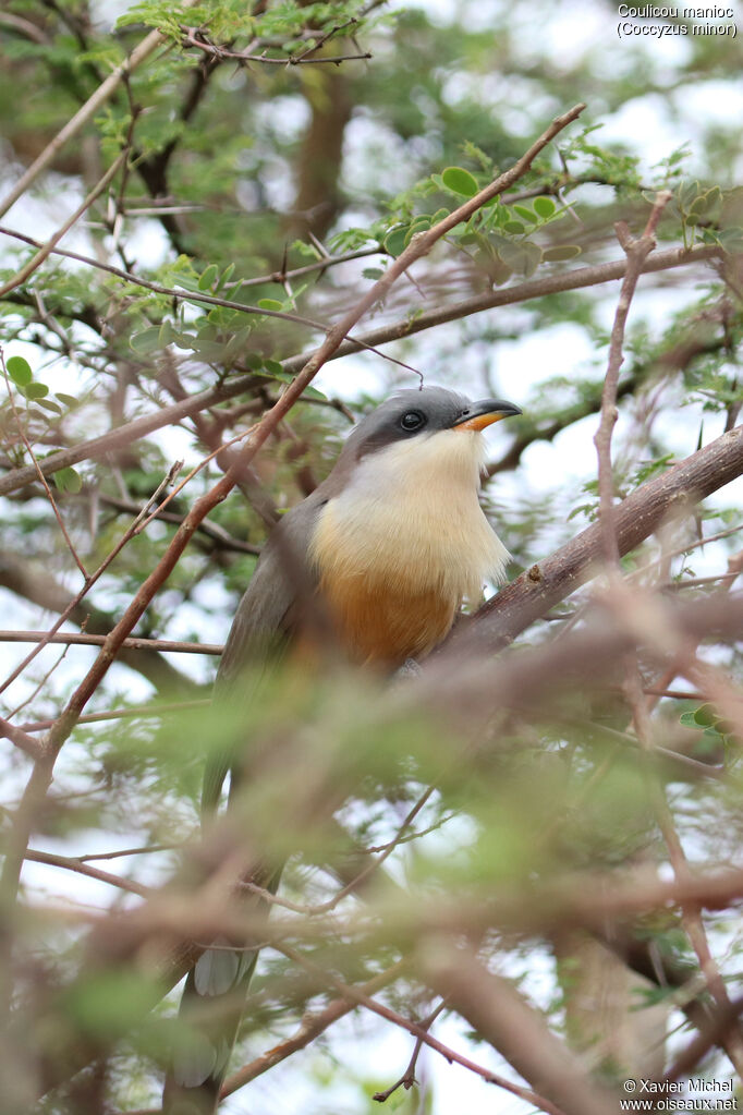 Mangrove Cuckooadult