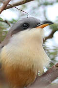 Mangrove Cuckoo