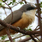 Mangrove Cuckoo