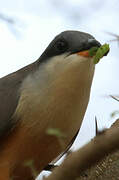 Mangrove Cuckoo