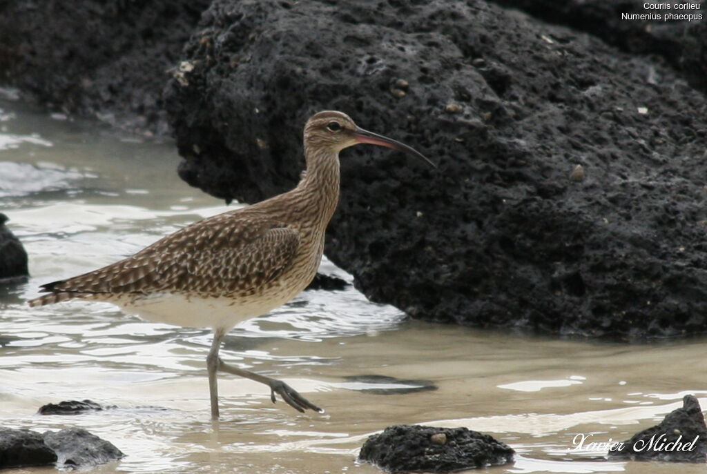 Whimbreladult, identification