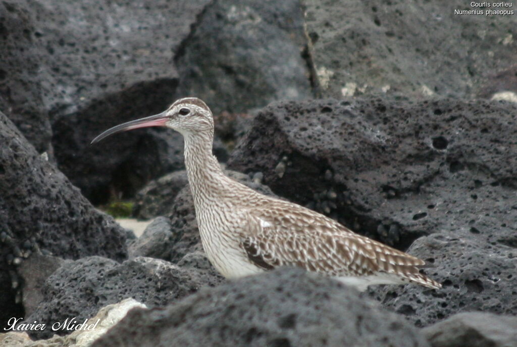 Eurasian Whimbreladult, identification