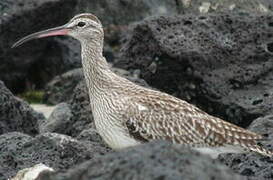 Eurasian Whimbrel