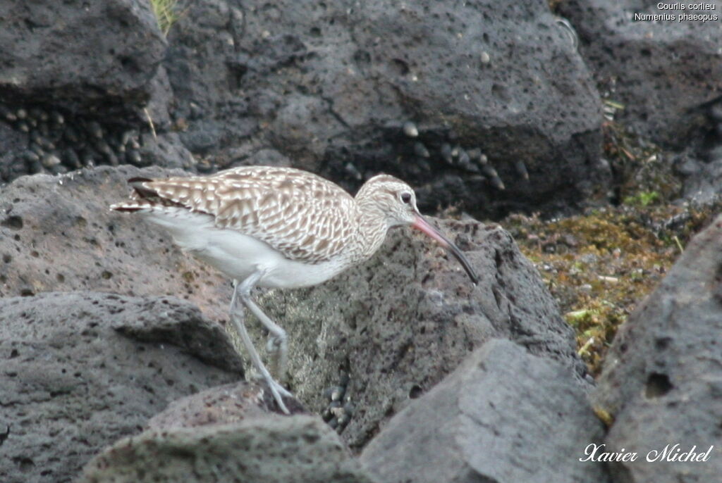 Eurasian Whimbreladult, identification