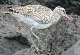 Eurasian Whimbrel