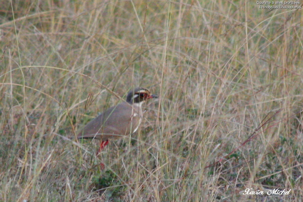 Bronze-winged Courser