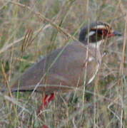 Bronze-winged Courser