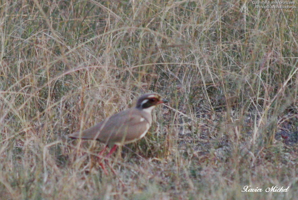 Bronze-winged Courser