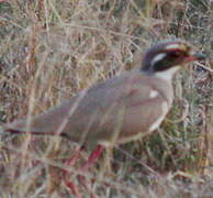 Bronze-winged Courser