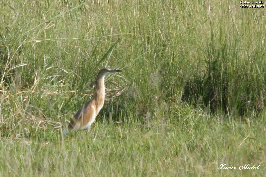 Squacco Heron