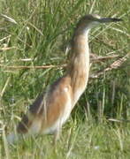 Squacco Heron