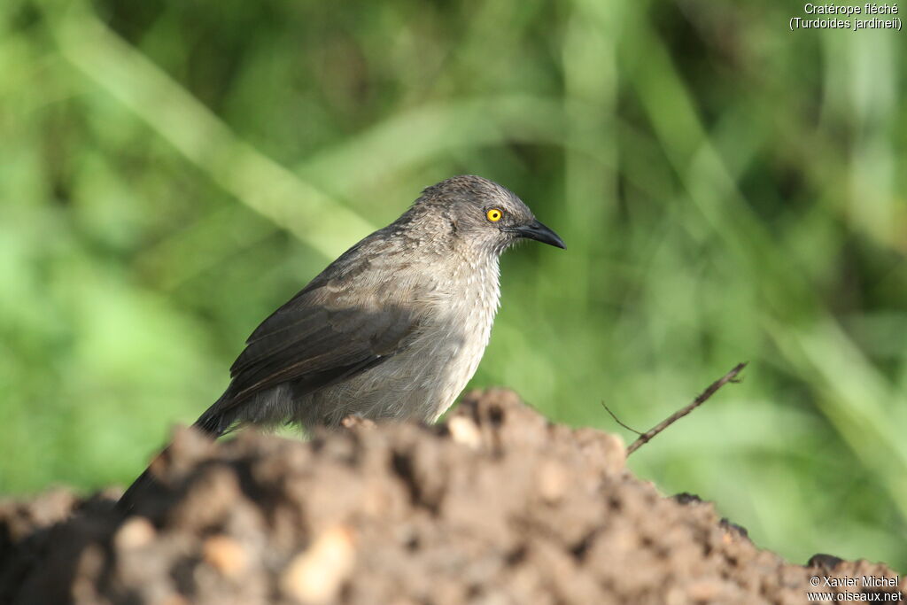 Arrow-marked Babbleradult