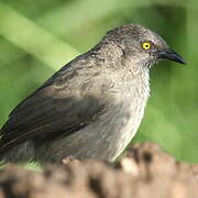 Arrow-marked Babbler