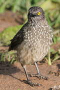 Arrow-marked Babbler