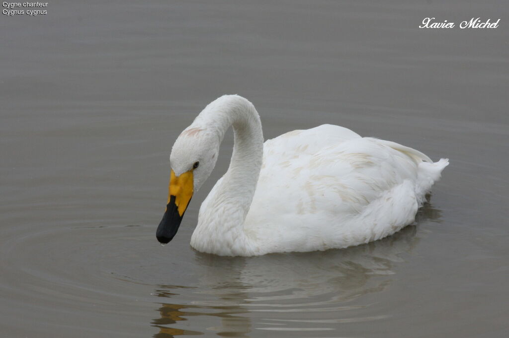 Whooper Swan