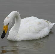 Whooper Swan