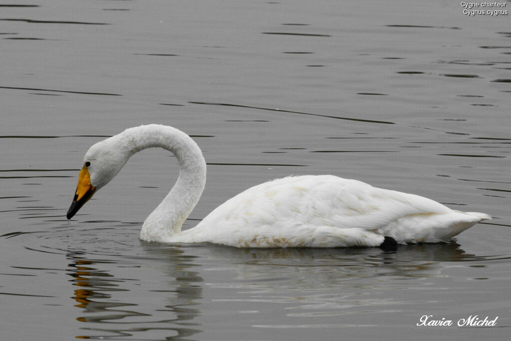 Whooper Swan