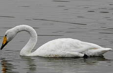 Cygne chanteur