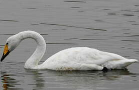 Whooper Swan