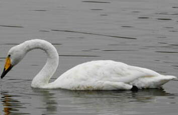 Cygne chanteur