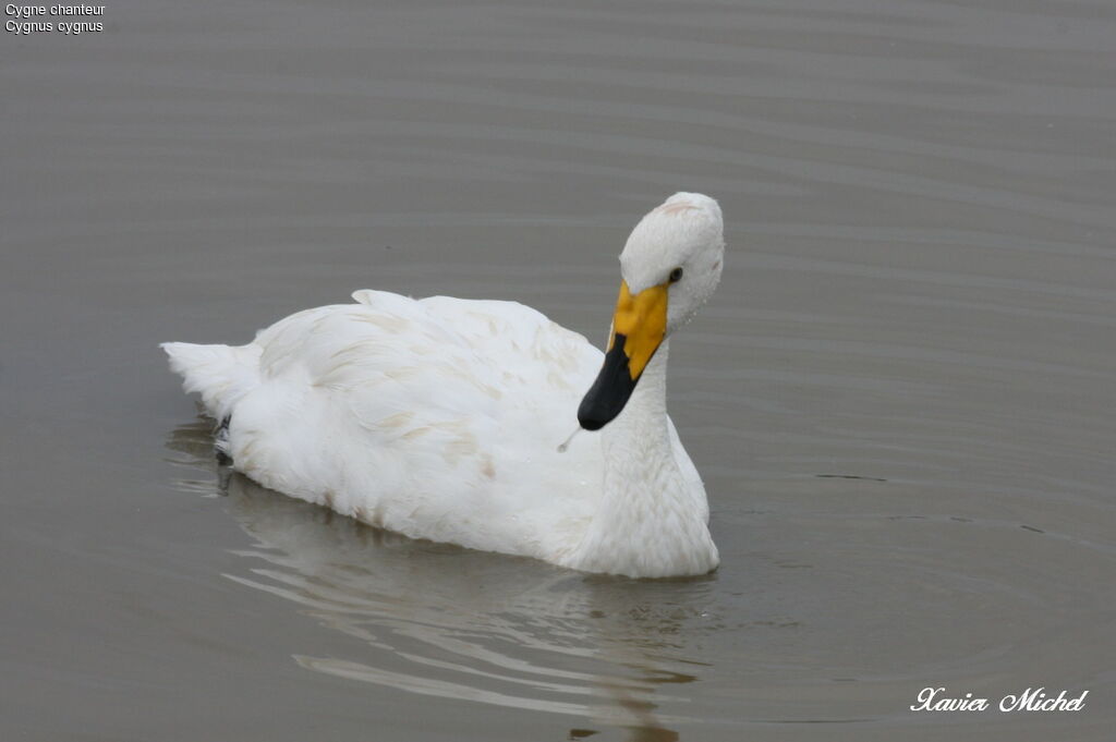 Whooper Swan