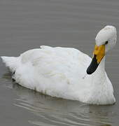 Whooper Swan