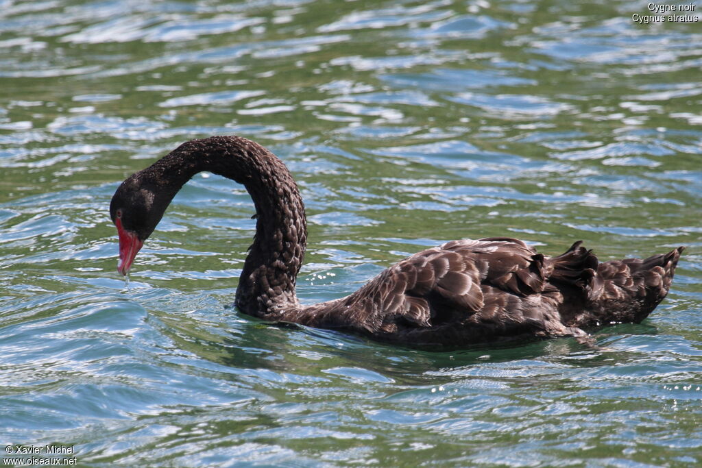 Black Swanadult, identification