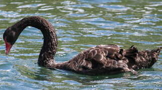 Black Swan