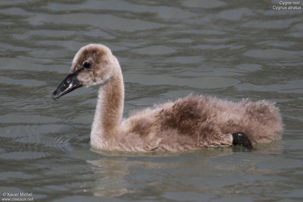 Cygne noir1ère année