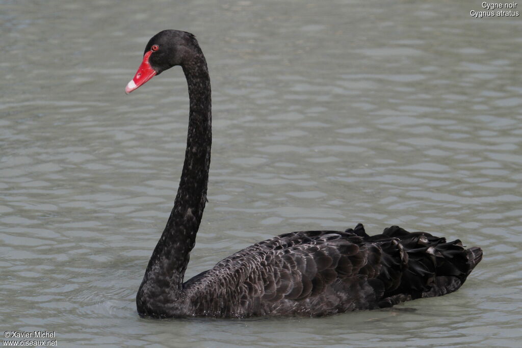 Black Swanadult, identification