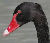 Black Swan