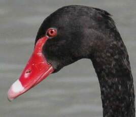 Cygne noir