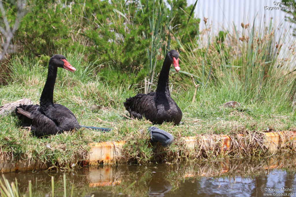 Black Swanadult