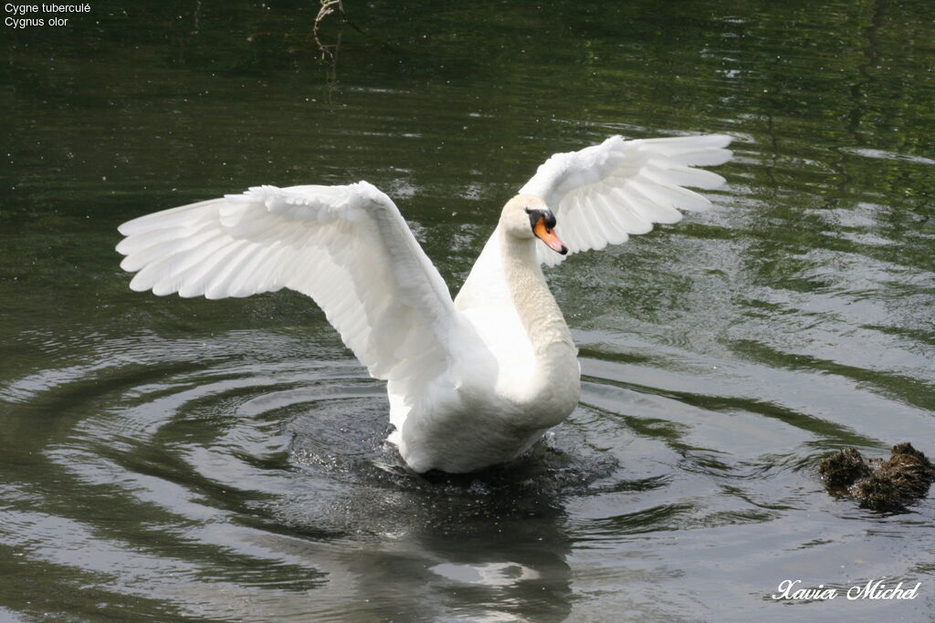 Cygne tuberculéadulte