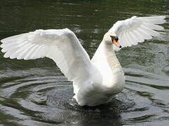 Cygne tuberculé