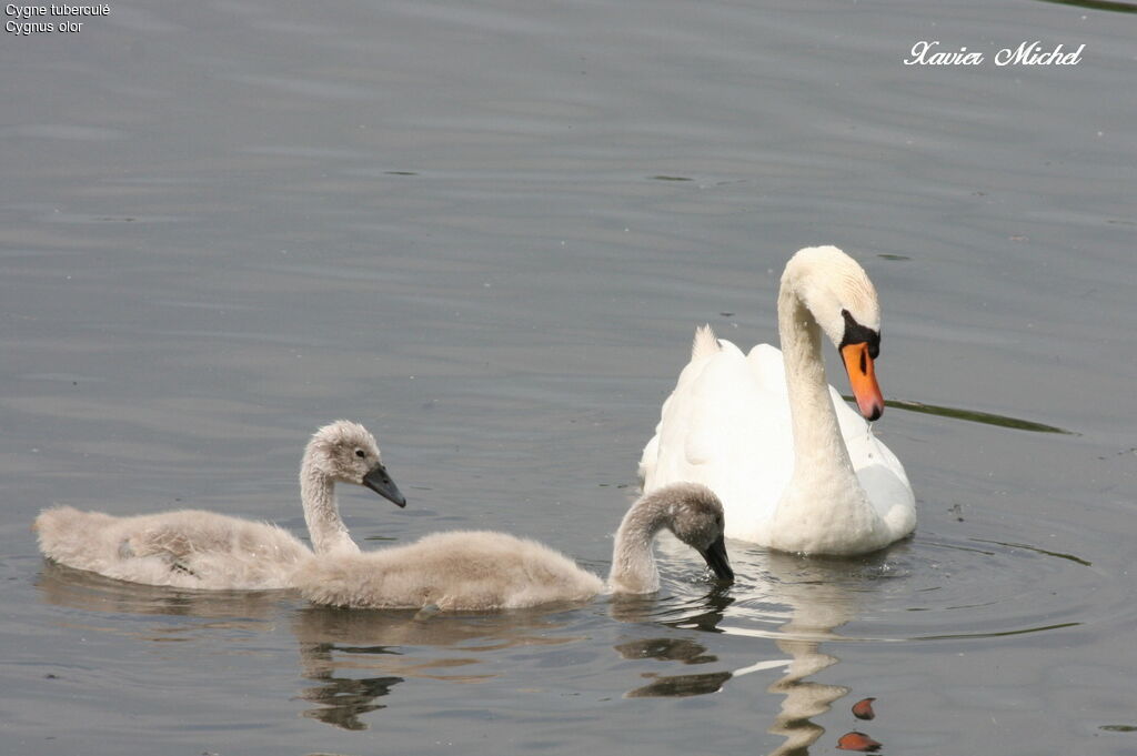 Mute Swan