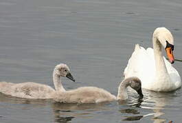 Cygne tuberculé