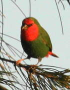 Red-throated Parrotfinch