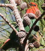 Red-throated Parrotfinch