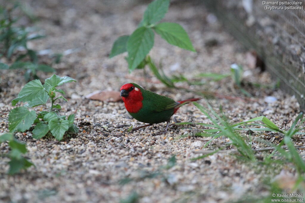 Red-throated Parrotfinchadult