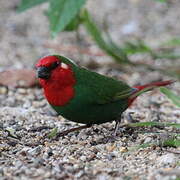 Red-throated Parrotfinch