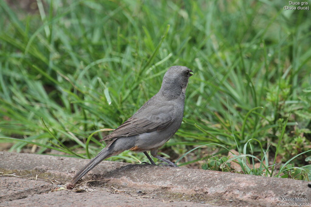 Common Diuca Finchadult