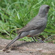 Common Diuca Finch