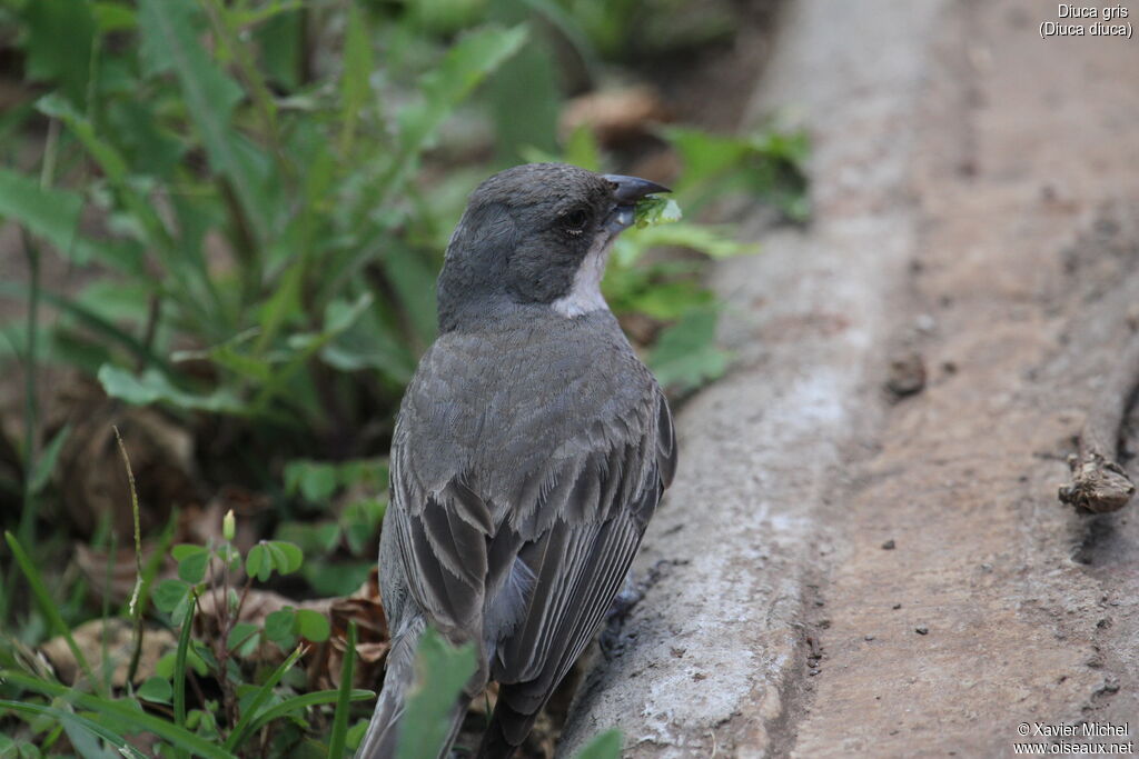 Common Diuca Finchadult, eats