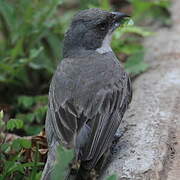 Common Diuca Finch